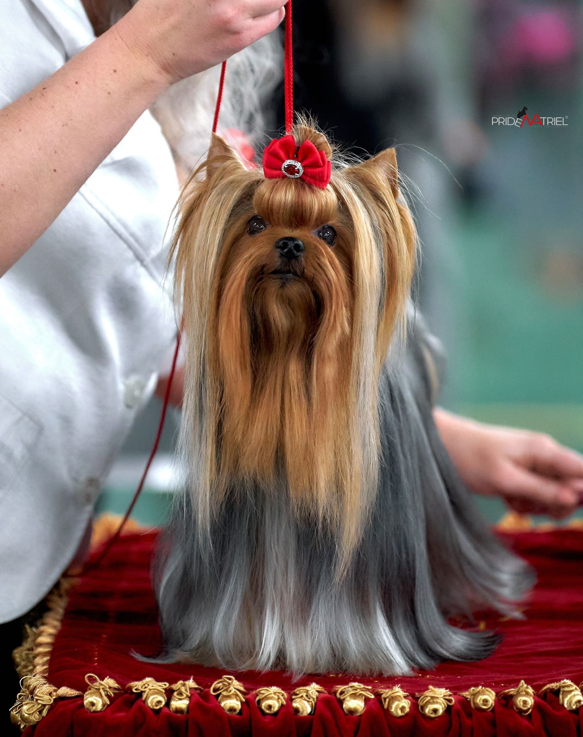 AKAY SELEBRITIY MR.MOZART`S &mdash; Labaza DogPedigree YorkshireTerrier
